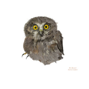 Mini Morepork Design