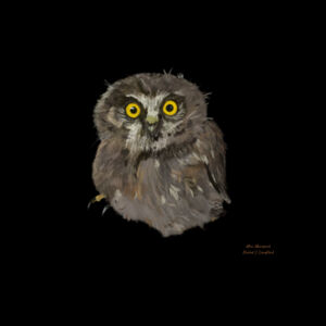 Mini Morepork Design
