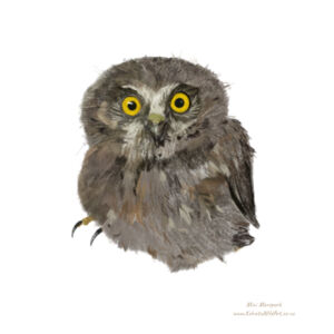 Mini Morepork Design