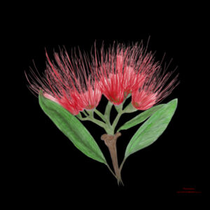 Pohutukawa Design