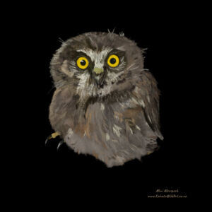 Mini Morepork Design