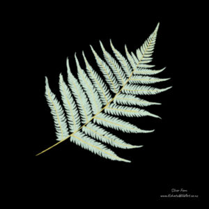 Silver Fern - Hoodie Design